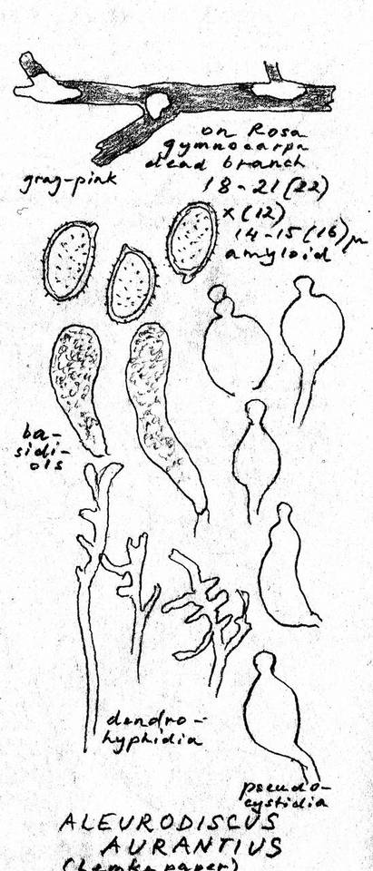 Aleurodiscus aurantius image