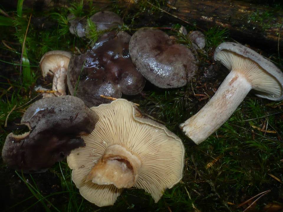Lactarius fuscus image