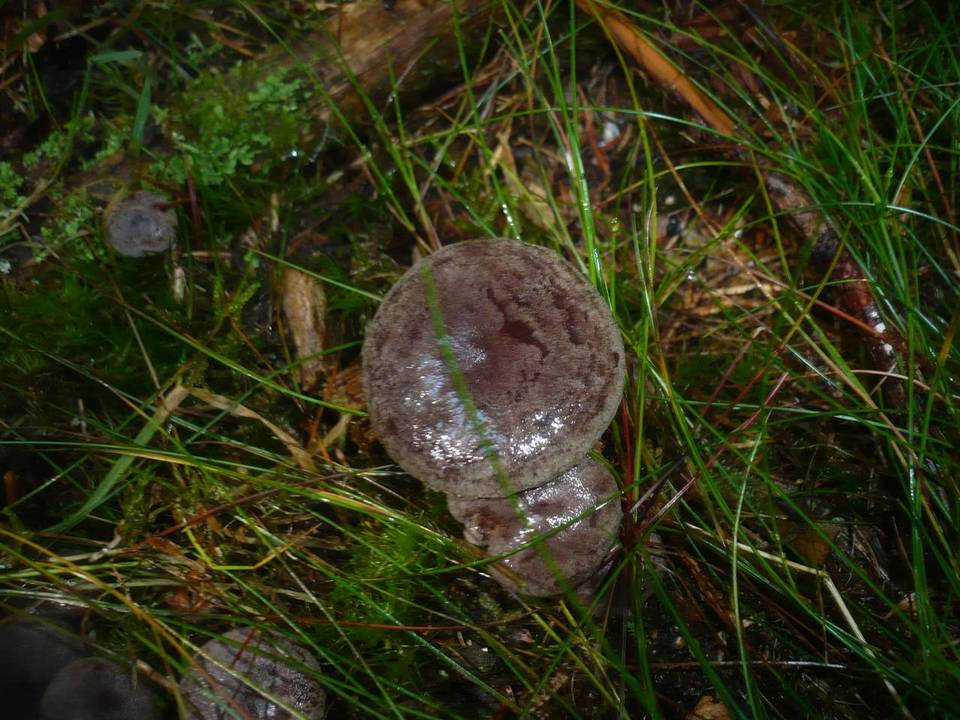 Lactarius fuscus image