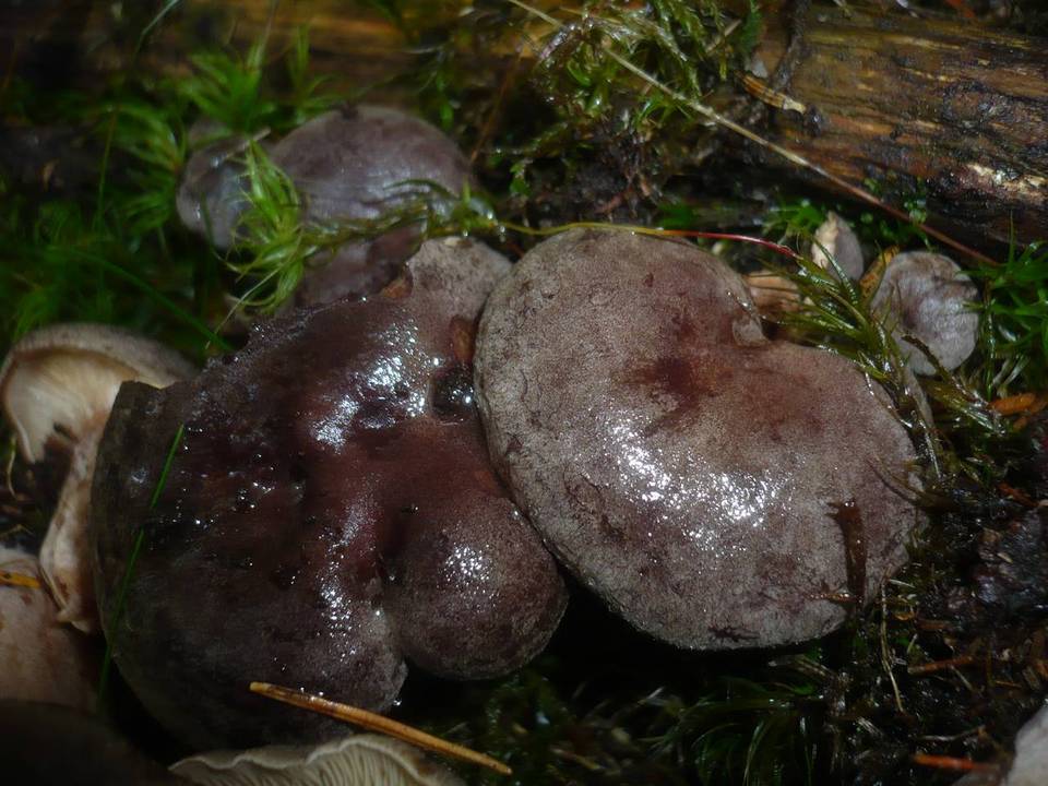 Lactarius fuscus image