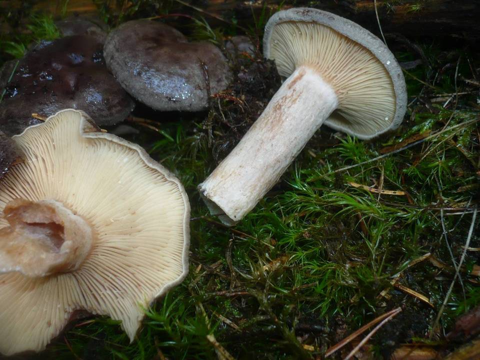 Lactarius fuscus image