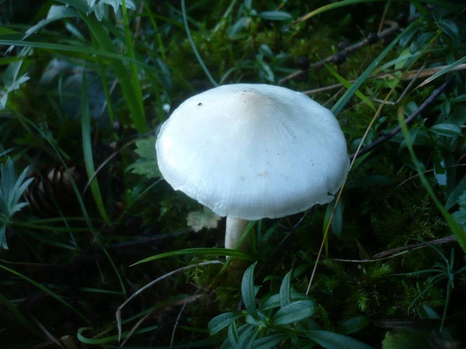 Limacella illinita var. illinita image