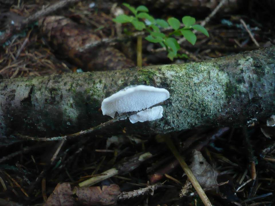 Postia alni image