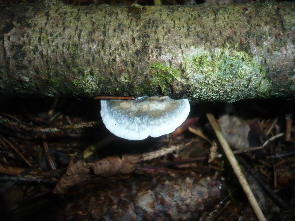 Postia alni image