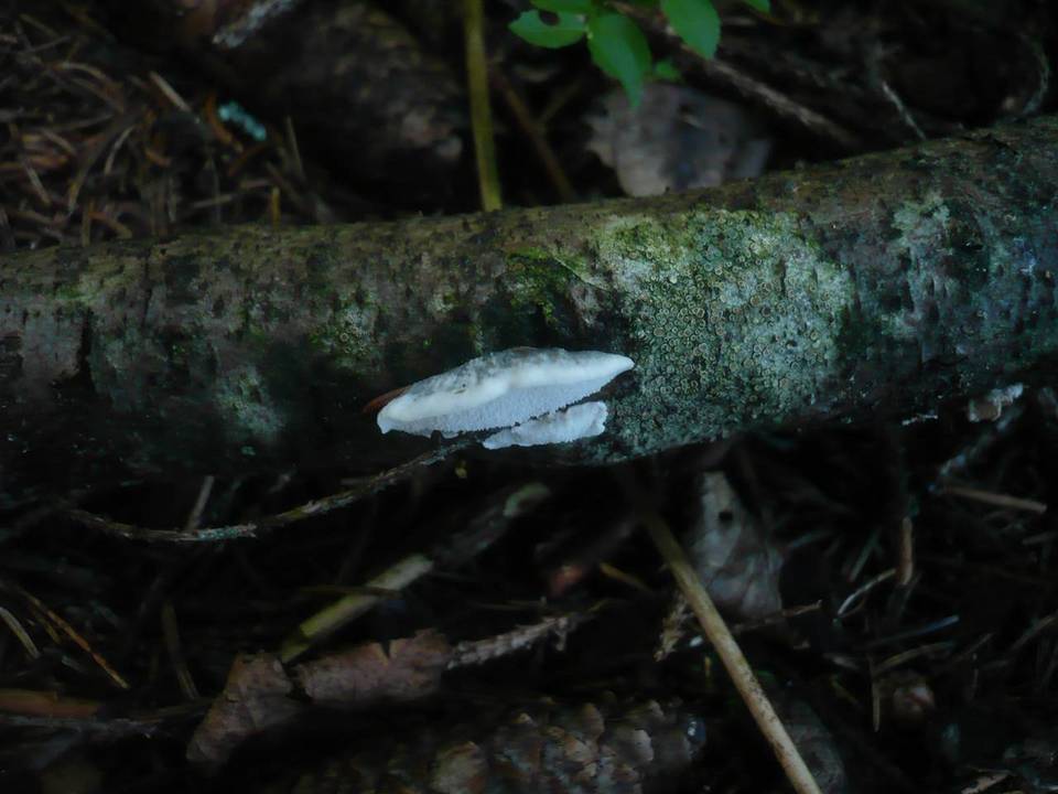 Postia alni image