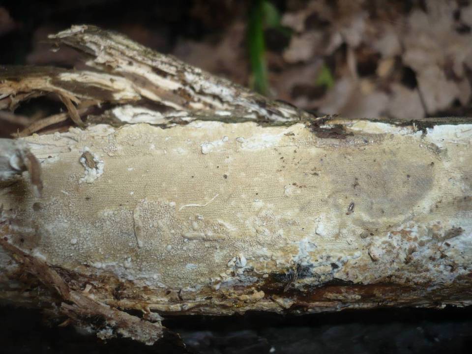 Ceraceomyces image