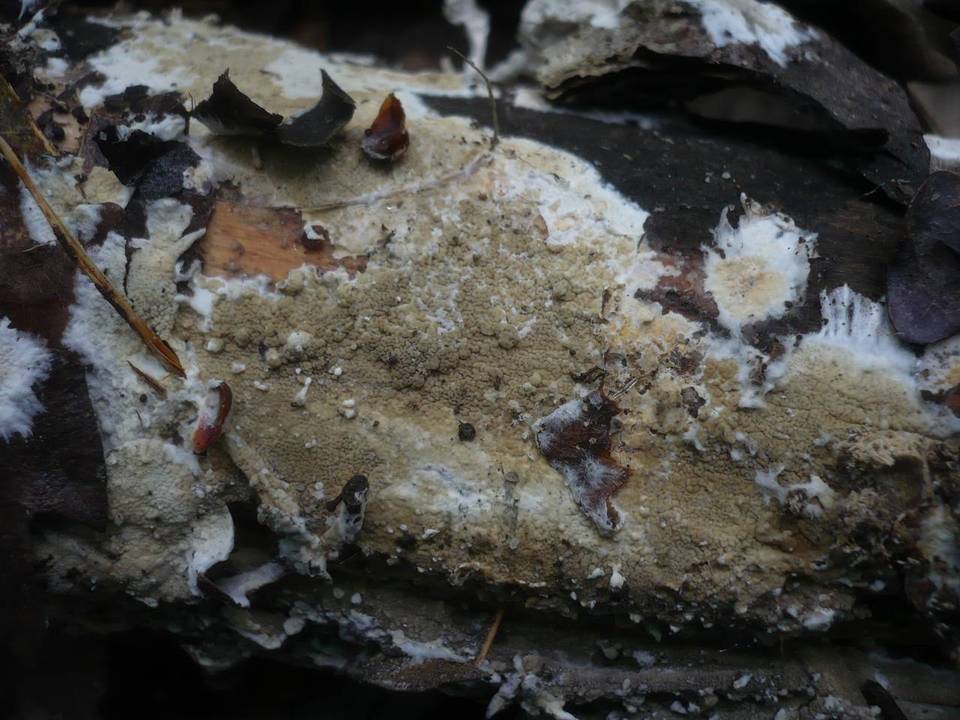 Ceraceomyces serpens image