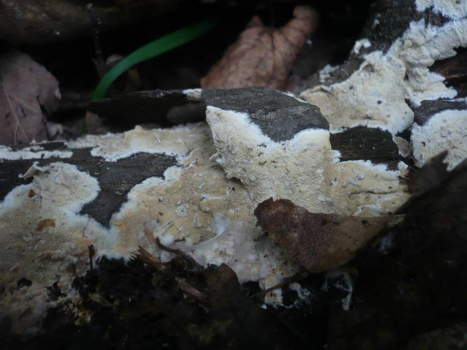 Ceraceomyces serpens image