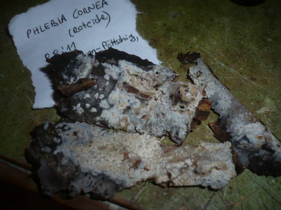 Crustoderma corneum image