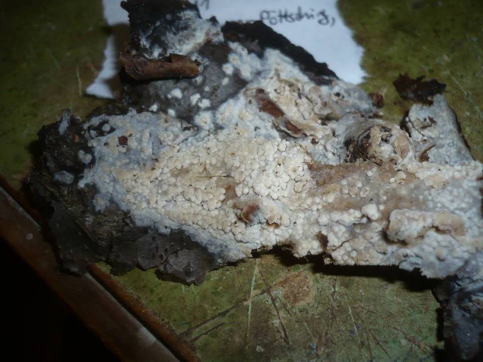 Crustoderma corneum image