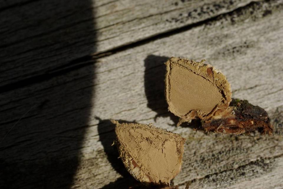Lycoperdon acuminatum image