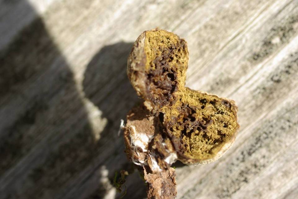 Lycoperdon acuminatum image