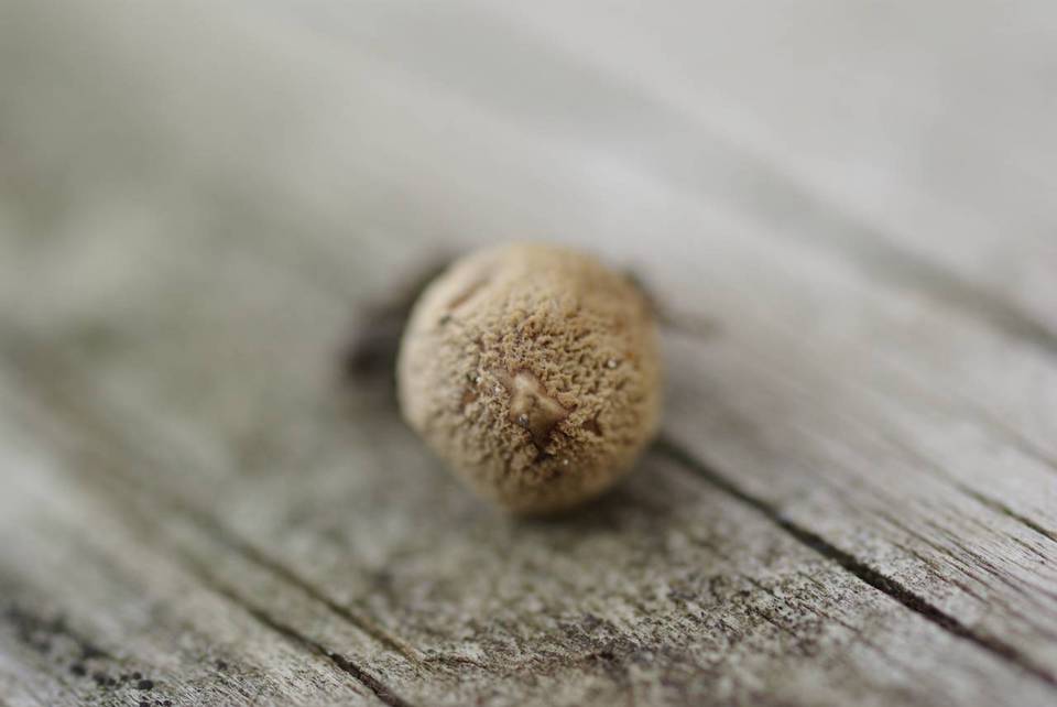Lycoperdon acuminatum image