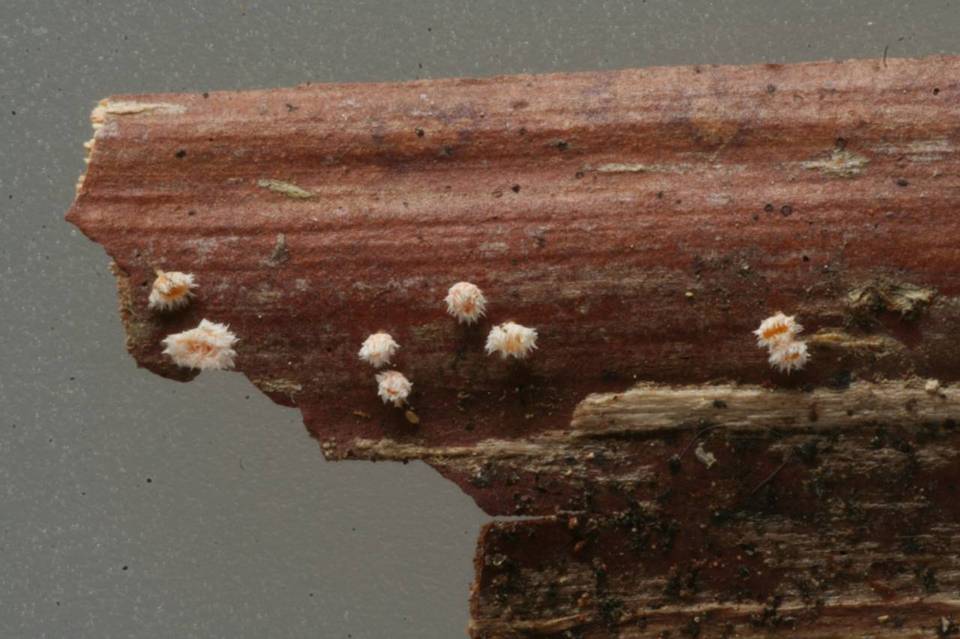 Albotricha laetior image