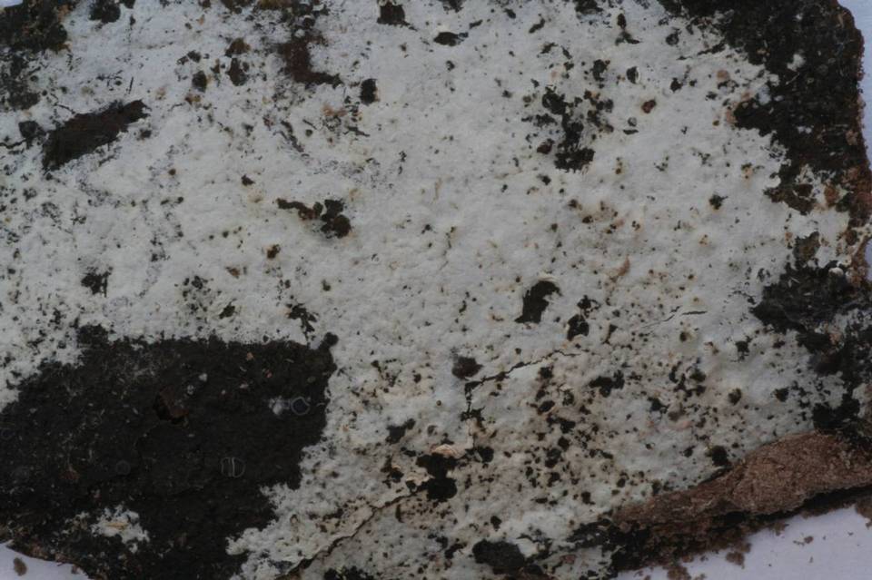 Athelia neuhoffii image