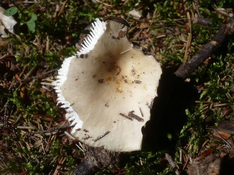 Russula versicolor image