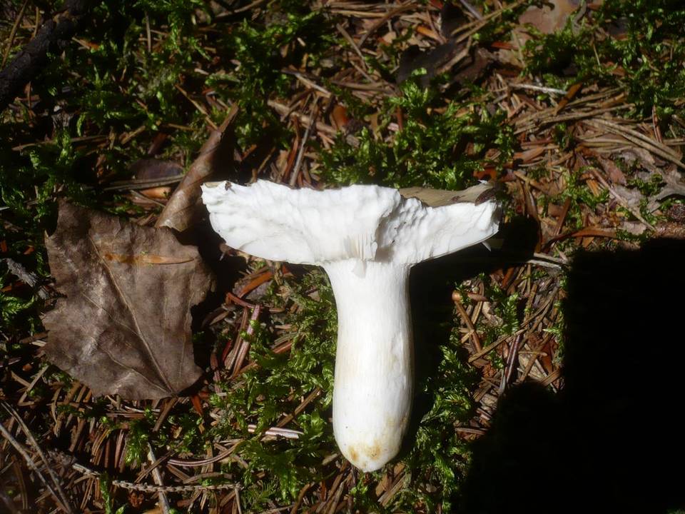 Russula versicolor image