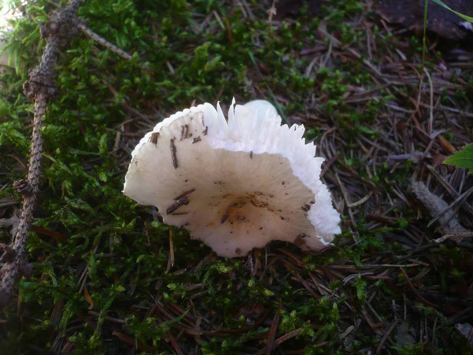Russula versicolor image