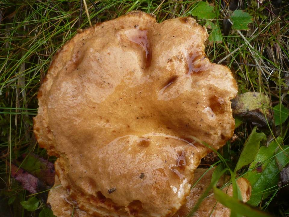 Suillus tridentinus image