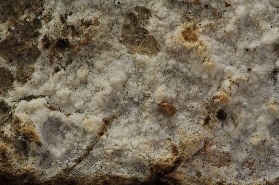 Botryobasidium candicans image