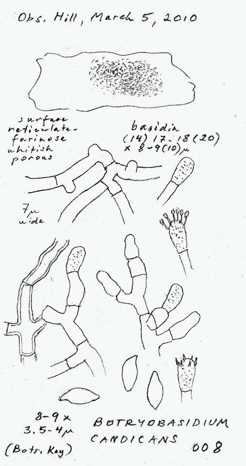 Botryobasidium candicans image