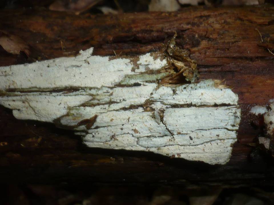 Tubulicrinis subulatus image