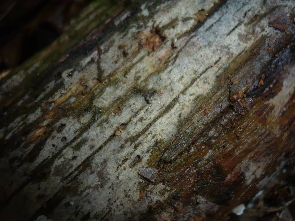 Tubulicrinis subulatus image