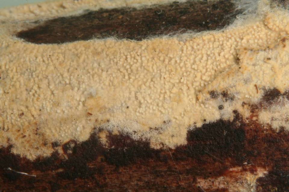 Hyphodontia aspera image
