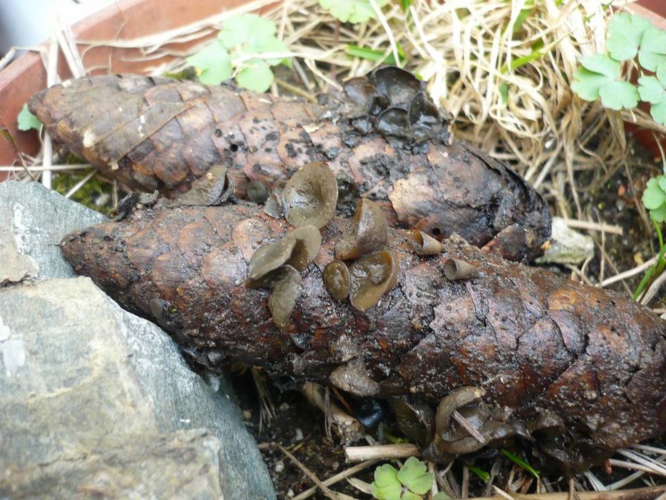 Rutstroemia bulgarioides image