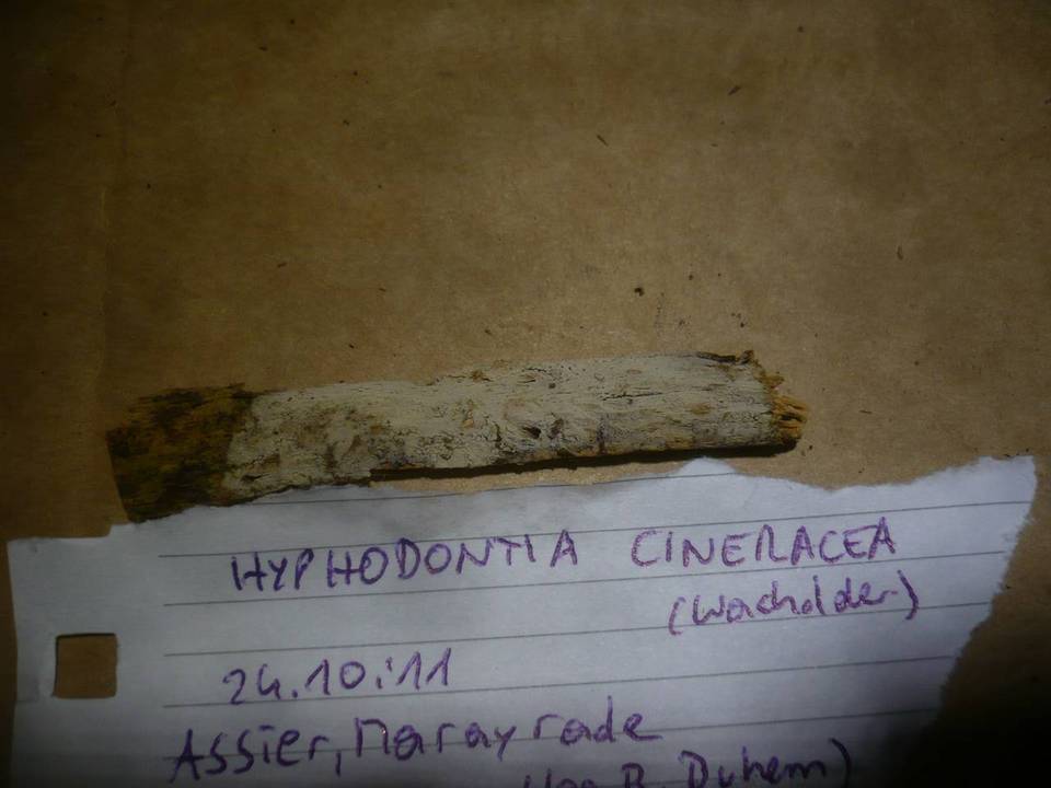 Hyphodontia cineracea image