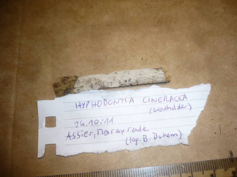 Hyphodontia cineracea image