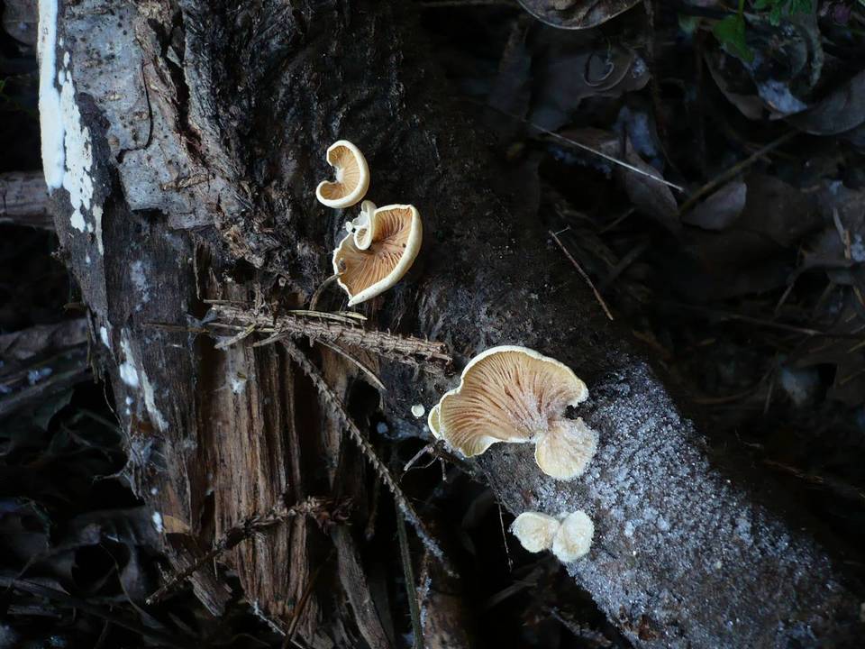 Crepidotus luteolus image