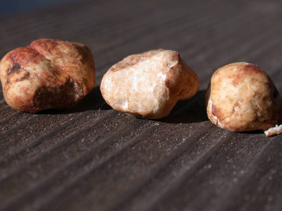 Tuber oregonense image