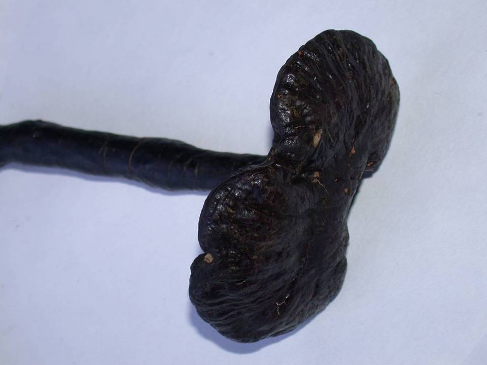 Ganoderma microsporum image