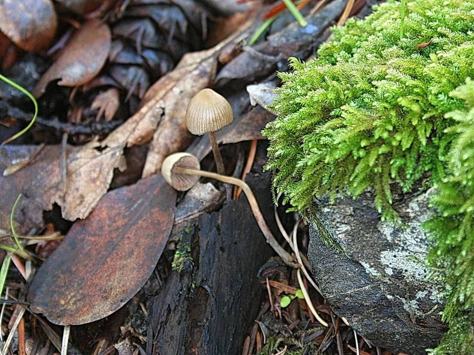 Psilocybe cyanofibrillosa image