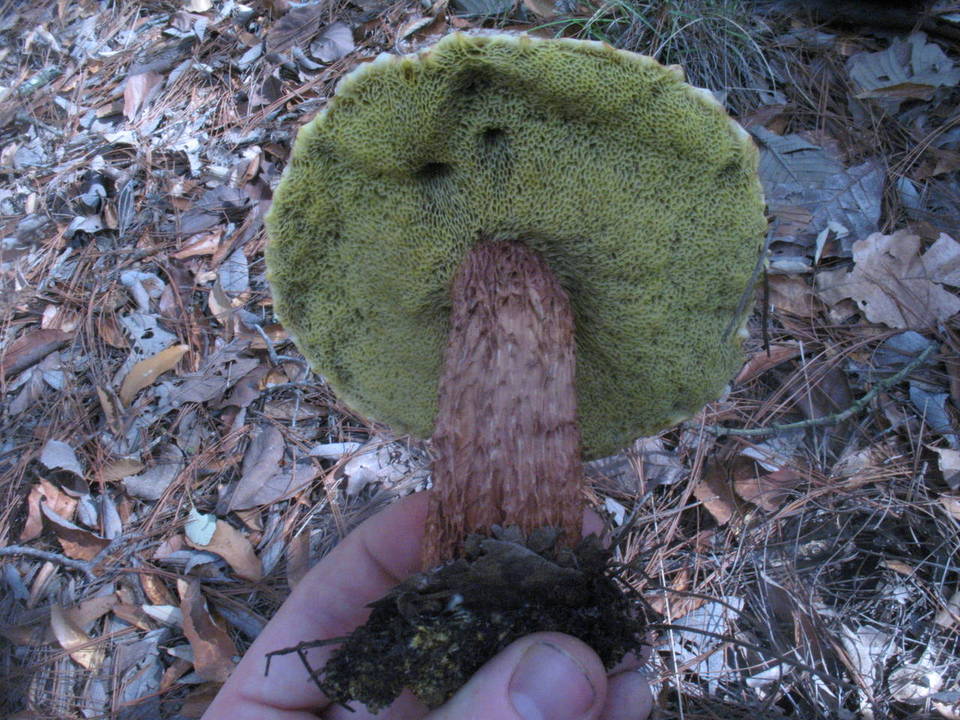 Frostiella russellii image