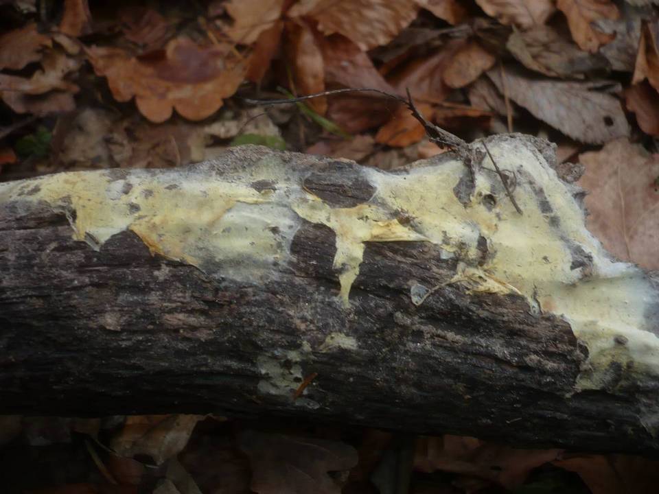 Athelidium image
