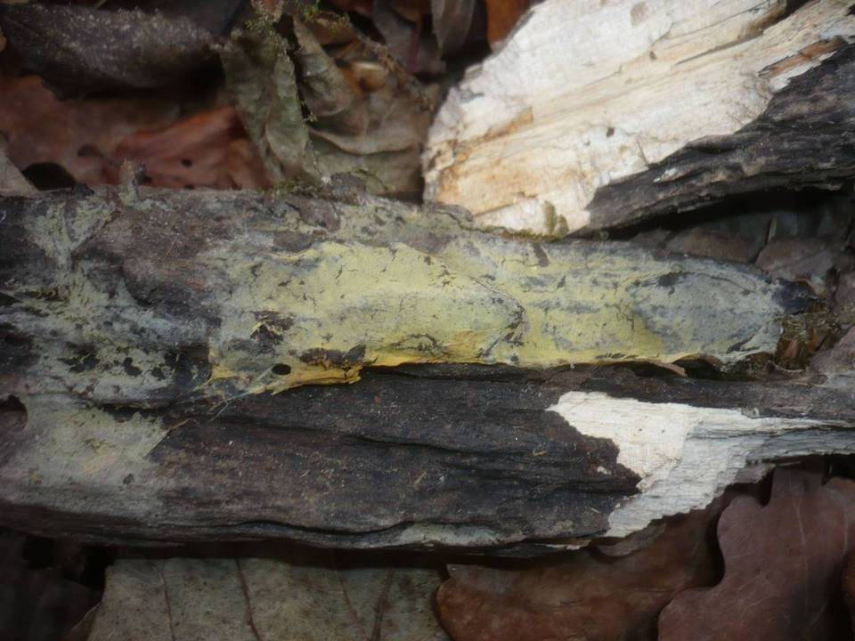 Athelidium aurantiacum image