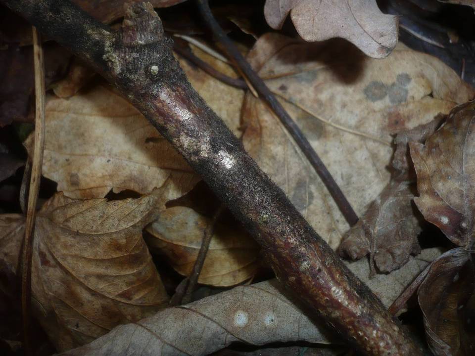 Helminthosporium velutinum image