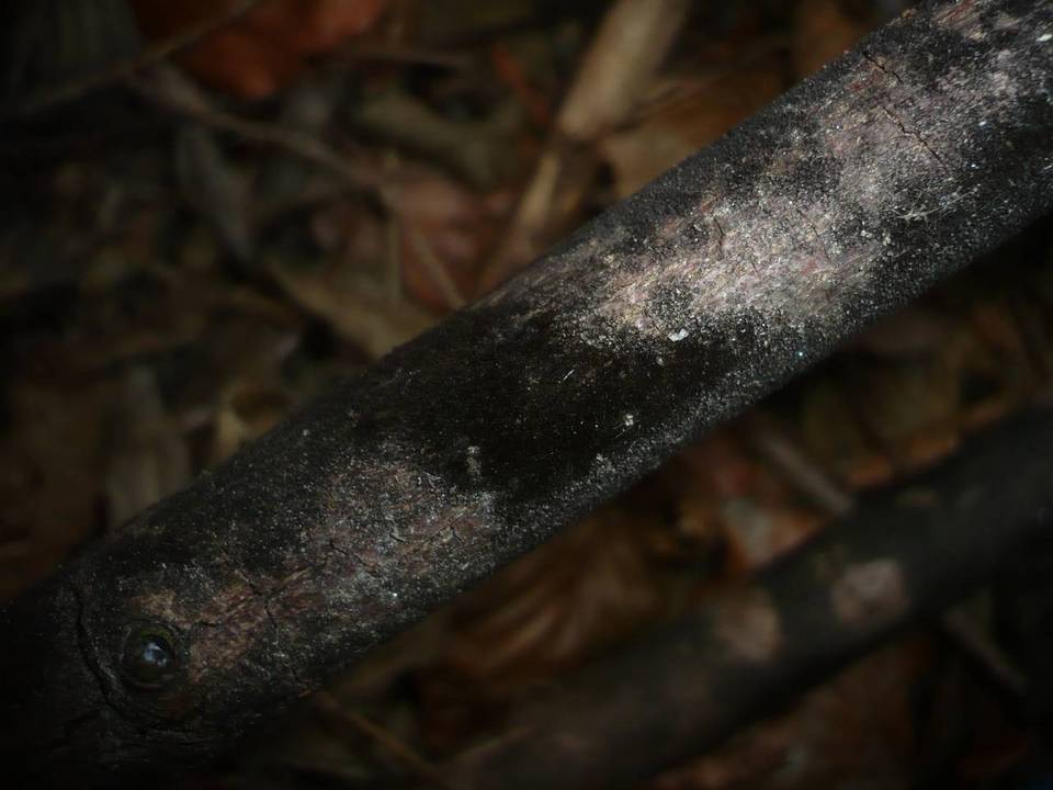 Helminthosporium velutinum image