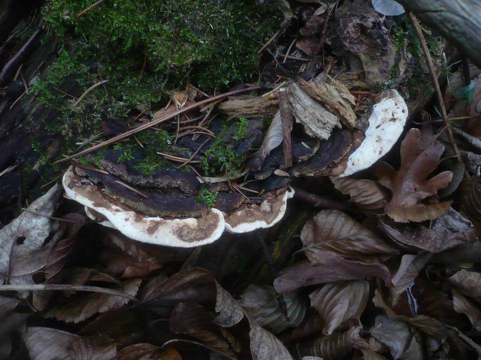 Heterobasidion parviporum image