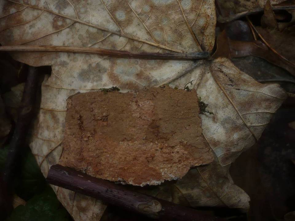 Hymenochaete carpatica image