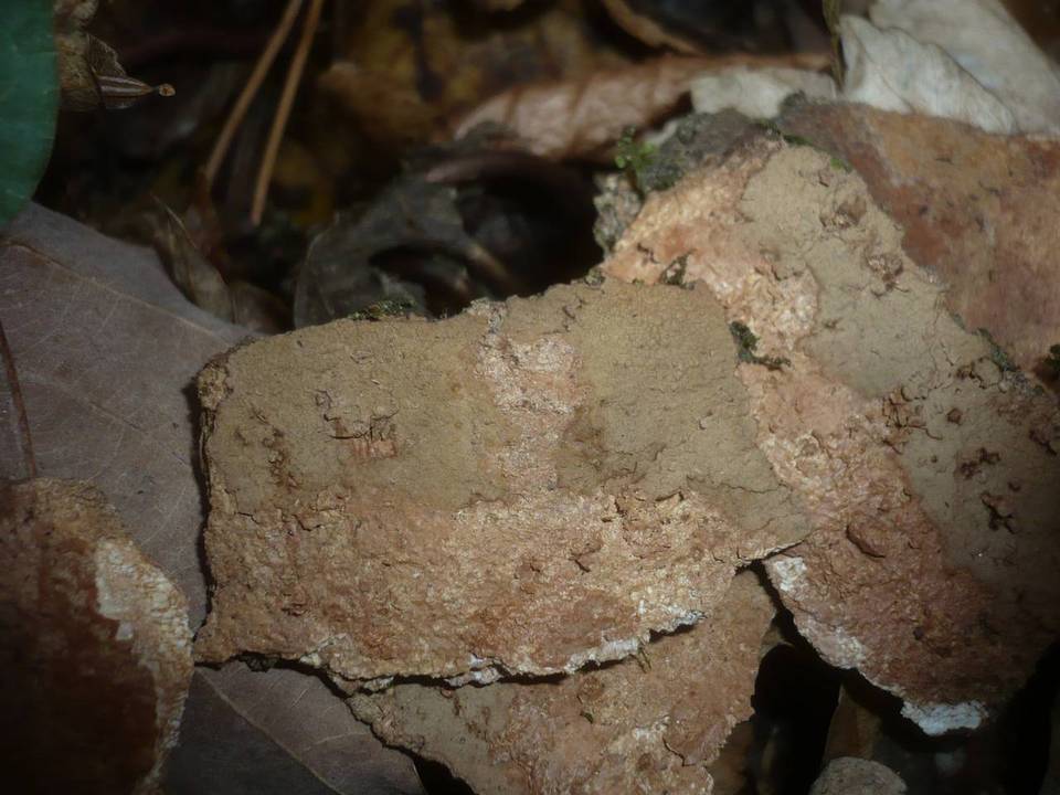 Hymenochaete carpatica image