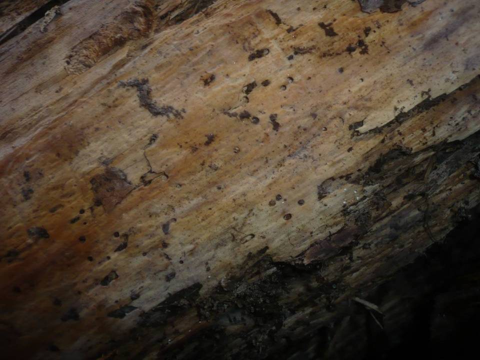 Sistotremastrum niveocremeum image