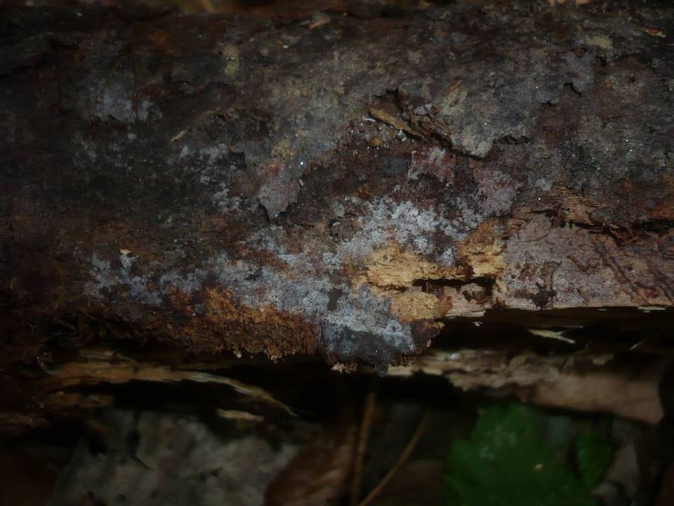 Tubulicrinis confusus image