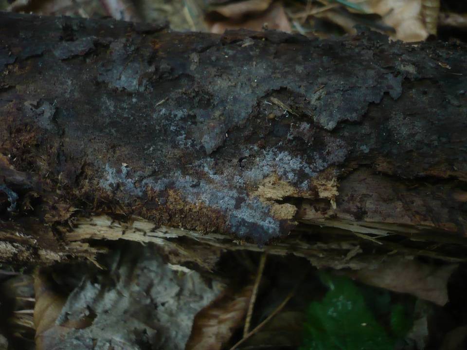 Tubulicrinis confusus image