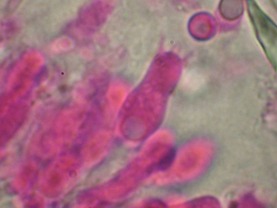 Schizopora flavipora image