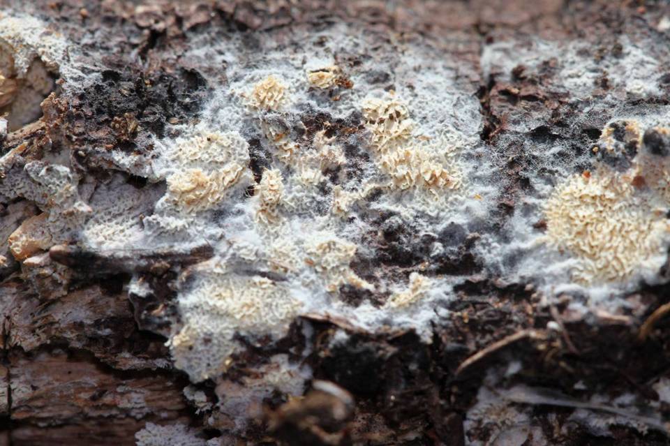 Schizopora flavipora image