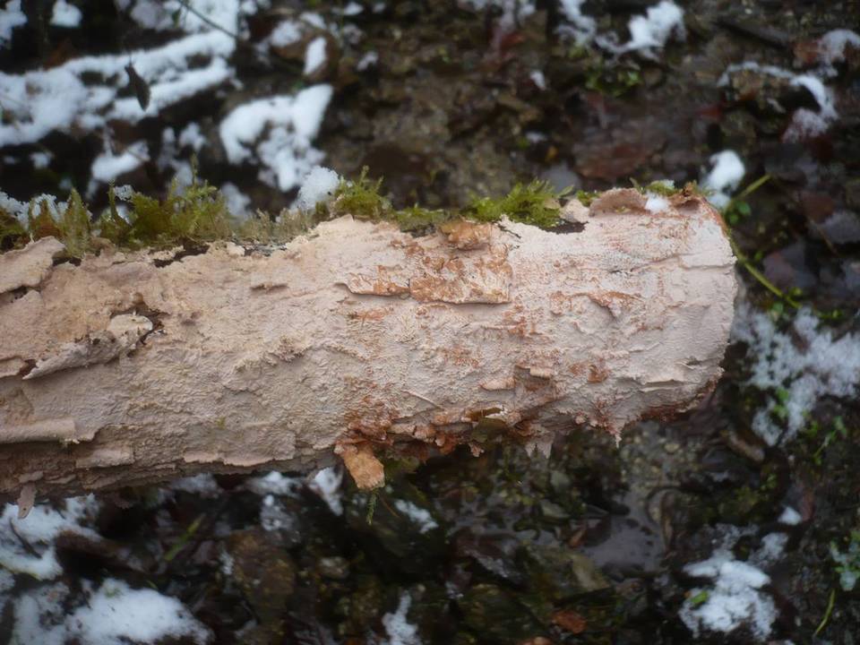 Corticium roseum image