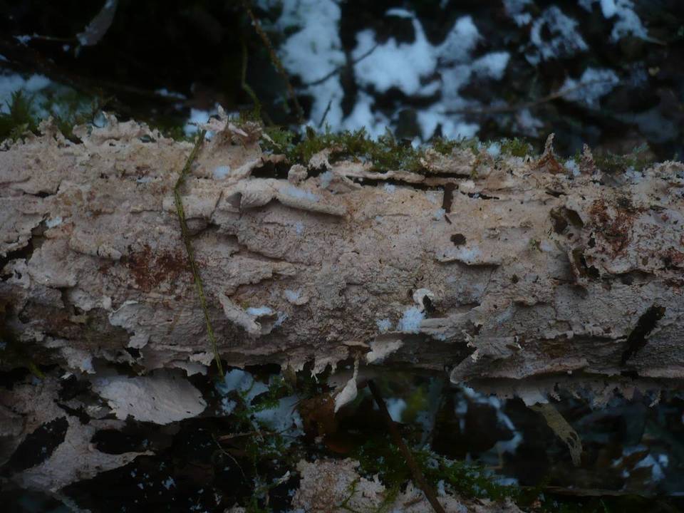 Corticium roseum image